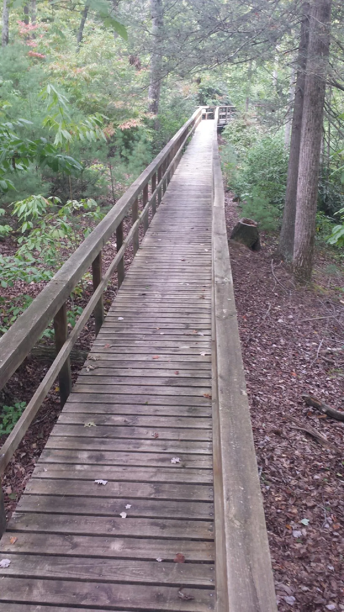 Long wood walkway with handrails built through the woods in Granite City